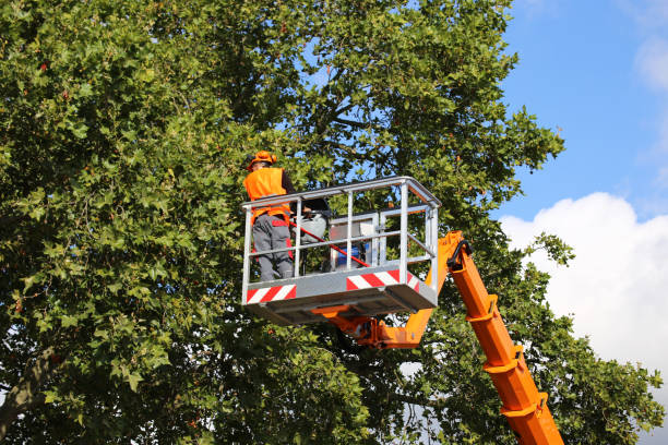 Best Tree Disease Treatment  in Rosemount, MN