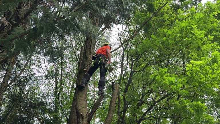 Best Storm Damage Tree Cleanup  in Rosemount, MN