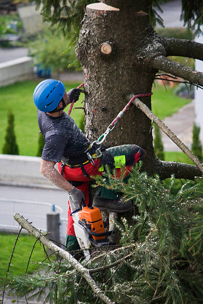 Best Stump Grinding and Removal  in Rosemount, MN