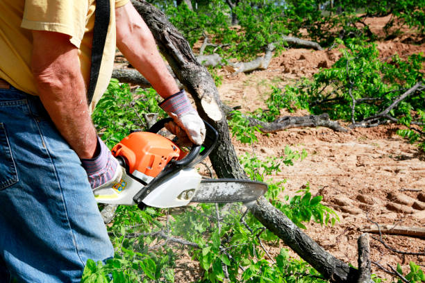 Best Tree Trimming and Pruning  in Rosemount, MN